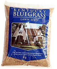Mountain View Seed Kentucky Bluegrass