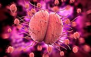 Gonorrhea may become Untreatable