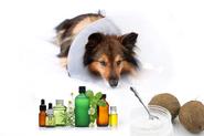 Study: Essential Oils and Coconut Oil Effective For Skin Disorders on Dogs