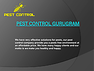 Top Pest Control In Gurgaon