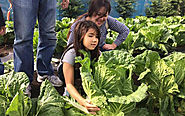 Vegetable Farming Business: Paraan ng Pagtatanim ng Gulay sa Bakuran | Pagsasaka.com