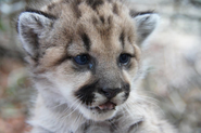 Habitat Fragmentation Causes Inbreeding in California Cougars