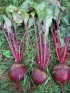 Beets, Early Wonder Tall Top