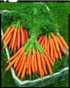 Carrots, Mokum