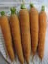 Carrots, Scarlet Nantes