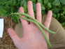 Beans - Haricots Verts, Maxibel Bush