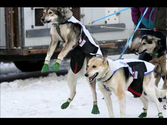 2010 Iditarod Start | The last great race on earth.
