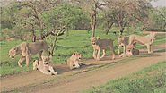 Experience The Beauty of Sasan Gir at Exclusive Forest