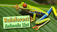 Rainforest Animals List With Pictures, Facts & Information