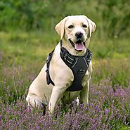 Top 10 Best No Pull Dog Harness in 2018 Reviews (June. 2018)