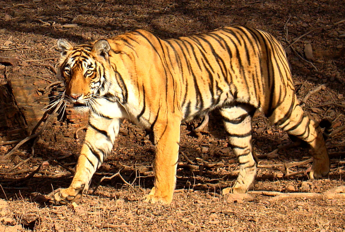 Headline for Best Parks in India for Tiger sighting