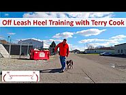 Columbus Ohio Dog Training by Terry Cook: Stop your dog from pulling: Crockett Walking Off leash