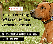 Dog Off Leash Training Lessons by Terry Cook