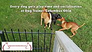 Dog Boarding with Columbus Ohio Dog Trainer Terry Cook