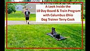 Columbus Ohio Dog Training with Terry Cook: What Will Your Dog Learn During a Board & Train Program