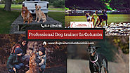 Professional Dog Trainer In Columbus