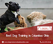 Best Dog Training in Columbus Ohio