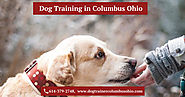 Best Dog Training Services Provider in Columbus Ohio