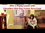 German Shepherd Puppy after 1 lesson with Terry Cook: Top Columbus Ohio Dog Training by Terry Cook: