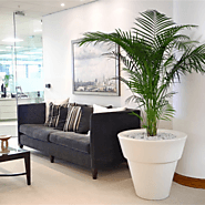 Experience the top services by office plants for hire in Australia.