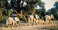 Peace Corps: The Blind Men and the Elephant