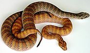 Snakes of Papua Presenation