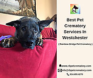 Best Pet Crematory Services In Westchester