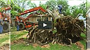 Rowell Tree Removal Emergency Service