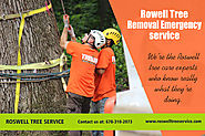 Roswell Tree Removal