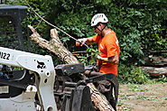 Tree Removal Roswell