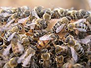 3 Bee Misconceptions According to Bee and Wasp Exterminators