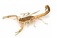 Scorpion Treatment in the Cayman Islands - Pestkil