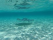 A Spectacular Sight: Take a Tour of Stingray Ci... - All Aboard Charters - Quora