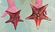 Let a Starfish Point Tour be the Star of Your Cayman Islands Visit – Bg Adventure