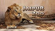 How Much Do You Know about Jaipur Zoo?