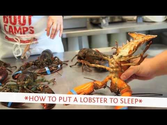 How to put a lobster to sleep