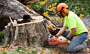 Tree Stump Removal Christchurch Techniques And Methods