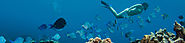Grand Cayman Snorkeling