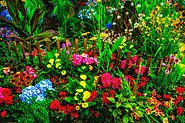 Auraganics.tech http://auraganics.tech50g BioPro Gold Soil Inoculant 24kt Gold Performance Fertilizer Makes 10 Gallon...