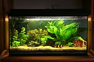 What to Look Before Choosing Custom Aquariums Supplier