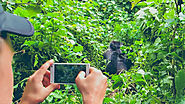 20 things to know about Gorilla trekking and Mountain gorilla facts