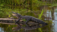 December Swamp Tour