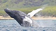 Enjoy Watching Whales in Hawaii