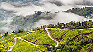 Darjeeling (Enticement of Black Tea):