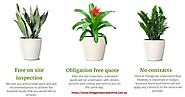 Top 6 Essential Qualities Of Reputed Office Plants Melbourne Firm - Wattpad
