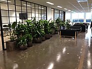 Website at https://www.recablog.com/benefits-of-having-office-plants-in-your-living-space/