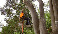 Want Tree Removal Solutions in Central Coast