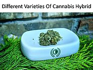 Different Varieties Of Cannabis Hybrid