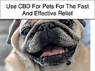 Use CBD For Pets For The Fast And Effective Relief