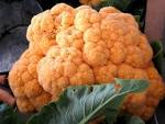 Cauliflower - Orange